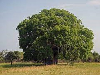 Adansonia digitata