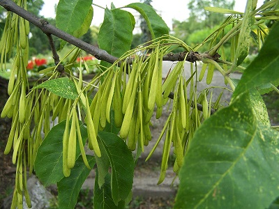 Fraxinus pennsylvanica 