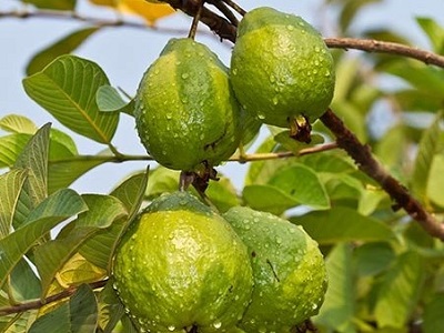 Guava