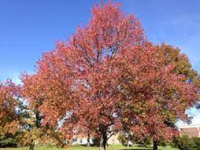 Liquidambar styraciflua