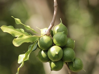 Macadamia