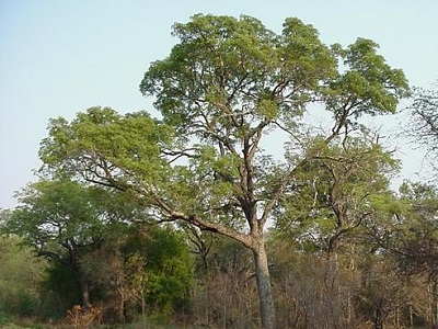 Marula