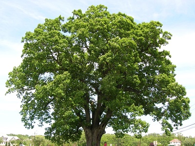 Quercus alba