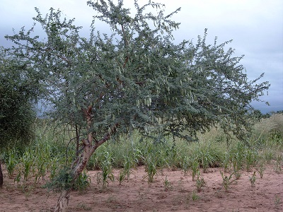 Acacia senegal