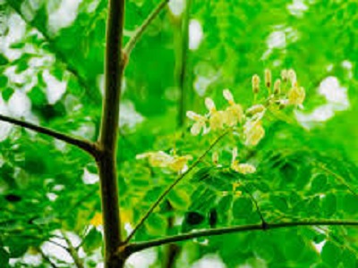 Moringa oleifera